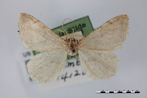  (Macaria subumbrata - USNM ENT 01921870)  @11 [ ] Unspecified (default): All Rights Reserved  Unspecified Unspecified