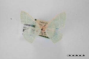  ( - USNM ENT 01921889)  @11 [ ] Unspecified (default): All Rights Reserved  Unspecified Unspecified