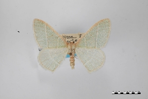  (Nemoria viridaria - USNM ENT 01921891)  @11 [ ] Unspecified (default): All Rights Reserved  Unspecified Unspecified