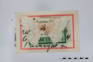  ( - USNM ENT 01921922)  @11 [ ] Unspecified (default): All Rights Reserved  Unspecified Unspecified