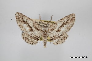  ( - USNM ENT 02001069)  @11 [ ] Unspecified (default): All Rights Reserved  Unspecified Unspecified