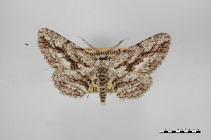  ( - USNM ENT 02001070)  @11 [ ] Unspecified (default): All Rights Reserved  Unspecified Unspecified