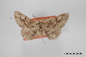  ( - USNM ENT 02001075)  @11 [ ] Unspecified (default): All Rights Reserved  Unspecified Unspecified