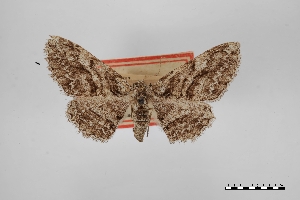  ( - USNM ENT 02001076)  @11 [ ] Unspecified (default): All Rights Reserved  Unspecified Unspecified