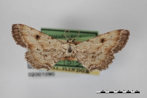  (Tornos scolopacinaria - USNM ENT 02001090)  @11 [ ] Unspecified (default): All Rights Reserved  Unspecified Unspecified