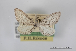  (Glaucina eupitheciaria - USNM ENT 02001095)  @11 [ ] Unspecified (default): All Rights Reserved  Unspecified Unspecified