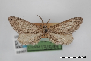  (Glaucina mcdunnoughi - USNM ENT 02001100)  @11 [ ] Unspecified (default): All Rights Reserved  Unspecified Unspecified