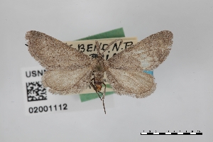  (Glaucina meyelisaria - USNM ENT 02001112)  @11 [ ] Unspecified (default): All Rights Reserved  Unspecified Unspecified