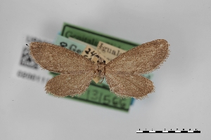  (Glaucina ouden - USNM ENT 02001117)  @11 [ ] Unspecified (default): All Rights Reserved  Unspecified Unspecified