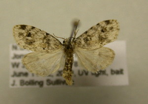  ( - 09-NCCC-119)  @12 [ ] CreativeCommons - Attribution (2010) CBG Photography Group Centre for Biodiversity Genomics