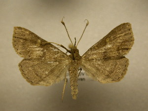  ( - 09-NCCC-162)  @13 [ ] CreativeCommons - Attribution (2010) CBG Photography Group Centre for Biodiversity Genomics