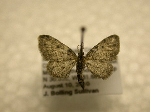  (Eupithecia fletcherata - 10-NCCC-377)  @13 [ ] No Rights Reserved (2010) James Sullivan Research Collection of J. B. Sullivan
