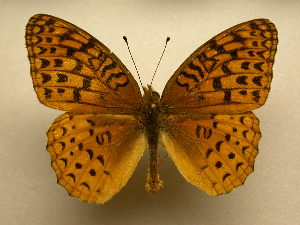  (Argynnis aphrodite - 10-NCCC-569)  @15 [ ] No Rights Reserved (2010) James Sullivan Research Collection of J. B. Sullivan