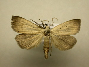  ( - 11-NCCC-414)  @13 [ ] No Rights Reserved (2011) JB Sullivan Research Collection of J. B. Sullivan