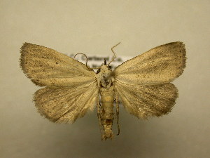  ( - 11-NCCC-415)  @13 [ ] No Rights Reserved (2011) JB Sullivan Research Collection of J. B. Sullivan