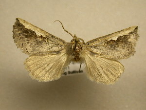  ( - 11-NCCC-531)  @12 [ ] No Rights Reserved (2011) JB Sullivan Research Collection of J. B. Sullivan