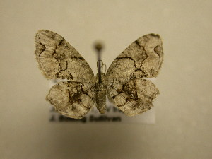  ( - 11-NCCC-662)  @13 [ ] No Rights Reserved (2011) JB Sullivan Research Collection of J. B. Sullivan