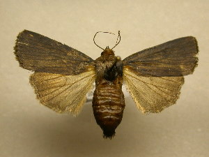  ( - 11-NCCC-700)  @13 [ ] No Rights Reserved (2011) JB Sullivan Research Collection of J. B. Sullivan