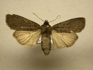  ( - 11-NCCC-701)  @12 [ ] No Rights Reserved (2011) JB Sullivan Research Collection of J. B. Sullivan