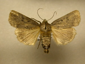  ( - 11-NCCC-703)  @13 [ ] No Rights Reserved (2011) JB Sullivan Research Collection of J. B. Sullivan