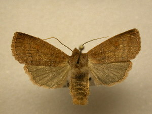  ( - 11-NCCC-0030)  @13 [ ] No Rights Reserved (2010) James Sullivan Research Collection of J. B. Sullivan