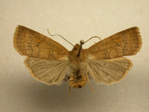  ( - 11-NCCC-0031)  @13 [ ] No Rights Reserved (2010) James Sullivan Research Collection of J. B. Sullivan