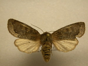  (Orthosia garmani - 11-NCCC-102)  @15 [ ] No Rights Reserved (2010) James Sullivan Research Collection of J. B. Sullivan