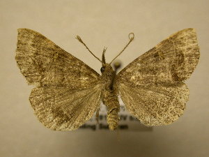  ( - 11-NCCC-950)  @13 [ ] No Rights Reserved (2011) JB Sullivan Research Collection of J. B. Sullivan