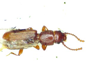  (Cryptolestes fractipennis - BC-LNEF-2023-231)  @11 [ ] CreativeCommons Attribution (2023) Thomas Barnouin Unspecified