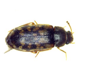  ( - BC-LNEF-2023-248)  @11 [ ] CreativeCommons Attribution (2023) Thomas Barnouin Unspecified