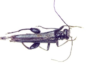  (Oedemera attrata - BC-LNEF-2023-337)  @11 [ ] CreativeCommons Attribution (2023) Thomas Barnouin Unspecified