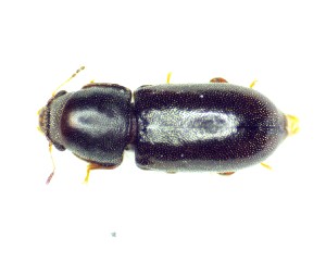  ( - BC-LNEF-2025-496)  @11 [ ] CreativeCommons Attribution (2025) Thomas Barnouin Unspecified