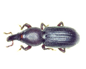  (Phloeophagus ligniarius - BC-LNEF-2025-503)  @11 [ ] CreativeCommons Attribution (2025) Thomas Barnouin Unspecified