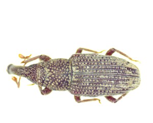  (Dryophthoridae - BC-LNEF-2025-505)  @11 [ ] CreativeCommons Attribution (2025) Thomas Barnouin Unspecified