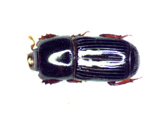  ( - BC-LNEF-2025-515)  @11 [ ] CreativeCommons Attribution (2025) Thomas Barnouin Unspecified