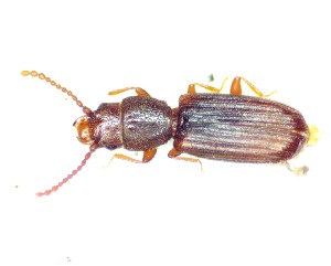  ( - BC-LNEF-2025-516)  @11 [ ] CreativeCommons Attribution (2025) Thomas Barnouin Unspecified