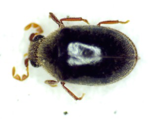  ( - BC-LNEF-2025-526)  @11 [ ] CreativeCommons Attribution (2025) Thomas Barnouin Unspecified