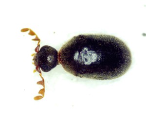  ( - BC-LNEF-2025-527)  @11 [ ] CreativeCommons Attribution (2025) Thomas Barnouin Unspecified