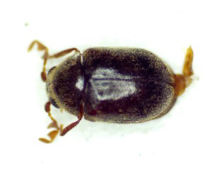  ( - BC-LNEF-2025-528)  @11 [ ] CreativeCommons Attribution (2025) Thomas Barnouin Unspecified