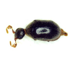  ( - BC-LNEF-2025-530)  @11 [ ] CreativeCommons Attribution (2025) Thomas Barnouin Unspecified