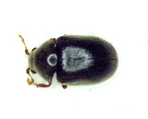  ( - BC-LNEF-2025-531)  @11 [ ] CreativeCommons Attribution (2025) Thomas Barnouin Unspecified