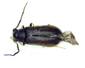  (Episernus taygenatus - BC-LNEF-2025-535)  @11 [ ] CreativeCommons Attribution (2025) Thomas Barnouin Unspecified