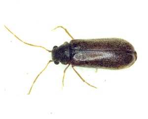  ( - BC-LNEF-2025-537)  @11 [ ] CreativeCommons Attribution (2025) Thomas Barnouin Unspecified