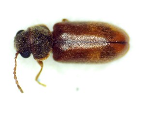  ( - BC-LNEF-2025-540)  @11 [ ] CreativeCommons Attribution (2025) Thomas Barnouin Unspecified