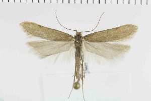  (Chionodes frigidella - NMPC-LEP-1256)  @11 [ ] by-nc-sa (2022) Jan Sumpich National Museum of Natural History, Prague