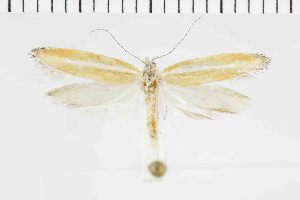  (Ypsolopha ephedrella - NMPC-LEP-1309)  @11 [ ] by-nc-sa (2022) Jan Sumpich National Museum of Natural History, Prague