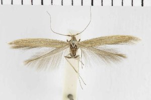  (Coleophora rectinarginalis - NMPC-LEP-1399)  @11 [ ] by-nc-sa (2023) Jan Sumpich National Museum of Natural History, Prague