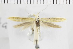  (Coleophora tolensis - NMPC-LEP-1404)  @11 [ ] by-nc-sa (2023) Jan Sumpich National Museum of Natural History, Prague