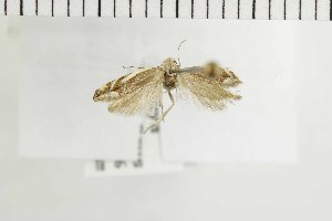  ( - NMPC-LEP-1453)  @11 [ ] by-nc-sa (2024) Jan Sumpich National Museum of Natural History, Prague