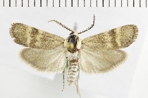  (Brachodes mongolica - NMPC-LEP-1596)  @11 [ ] by-nc-sa (2024) Jan Sumpich National Museum of Natural History, Prague